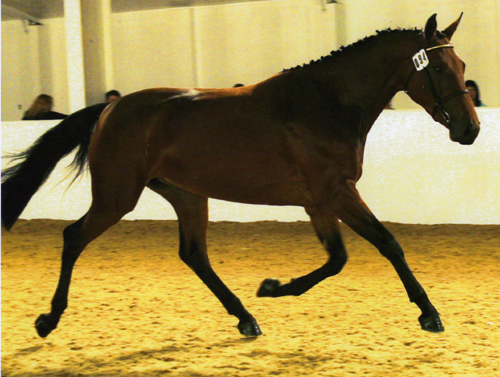 Dressage Horses For Sale