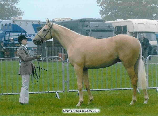horses wallpaper palomino. Palomino Show Horse - Aurumba