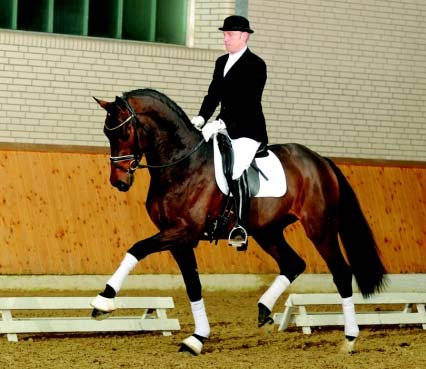 Advanced Dressage