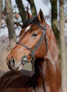 Showjumping Stallion - Carthano Z