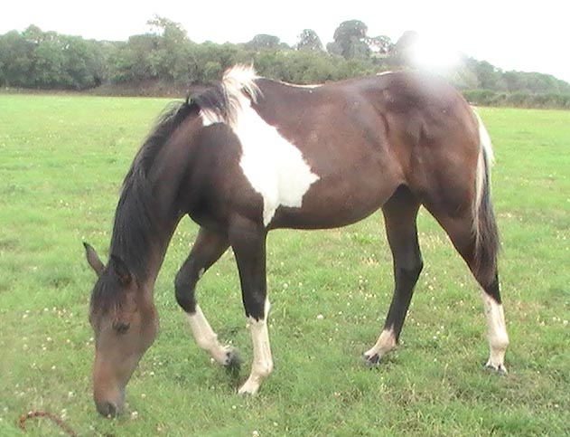 Coloured Young Horse For Sale