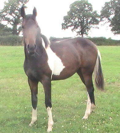Coloured Foal