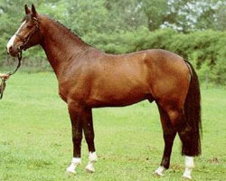 Olympic Concorde - Stallion                                                                         