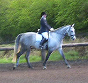 Dressage Mare - Eighteen