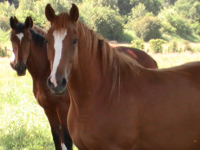 Young Horses For Sale