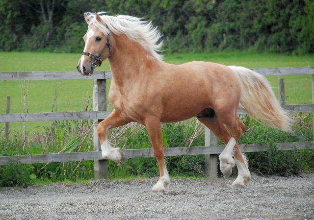 Paint Horses For Sale In Ga Paint Horses For Sale In Ga