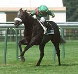 Dalakhani - French Stallion