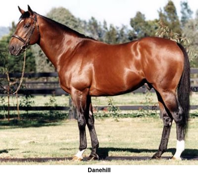 Danehill Stallion                                                                                                                                                                                                                                              