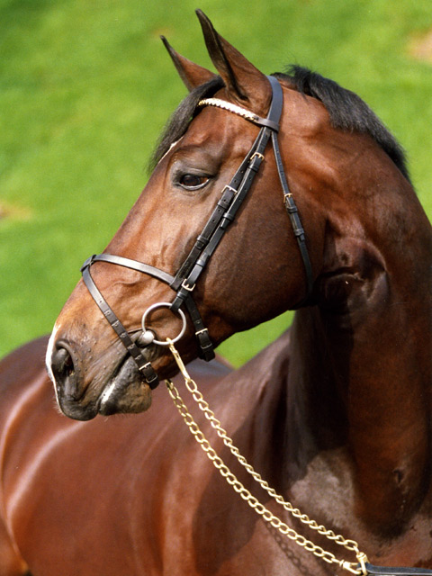 Darco - Breeding Stallion