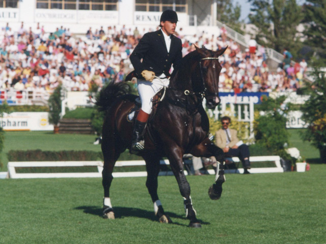 Belgium Showjumper Darco