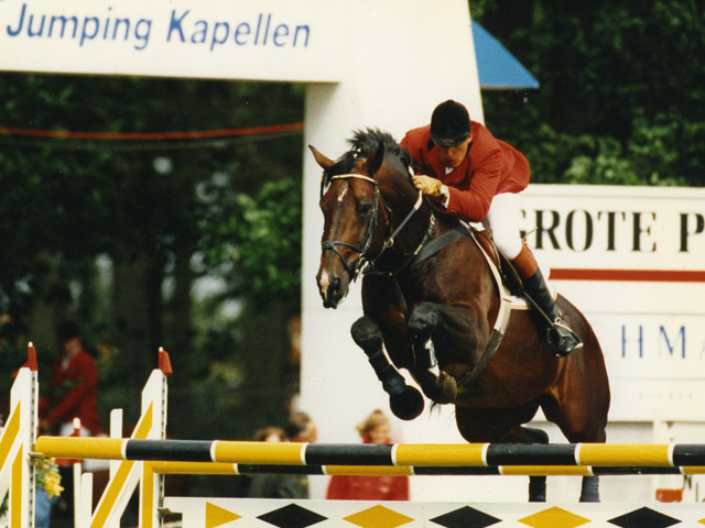 Showjumping Stallion - Darco