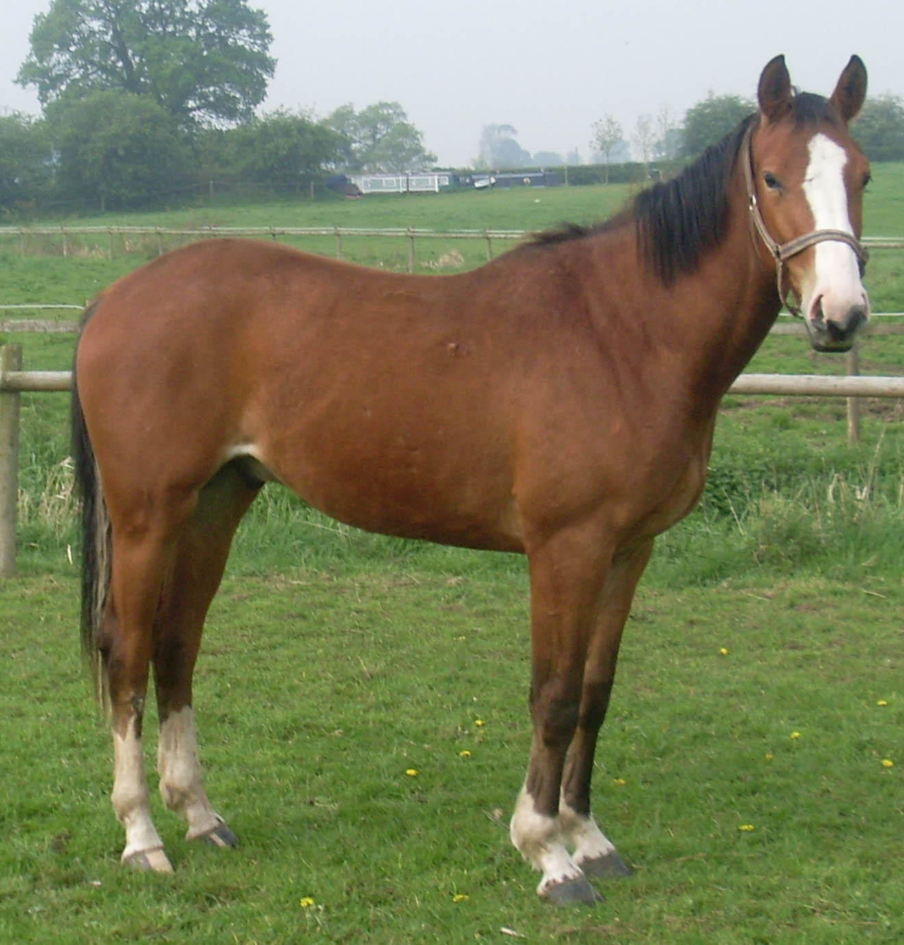 Quarter Horse Jumping Quarter Horse Jumping