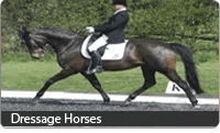 Dressage Horses