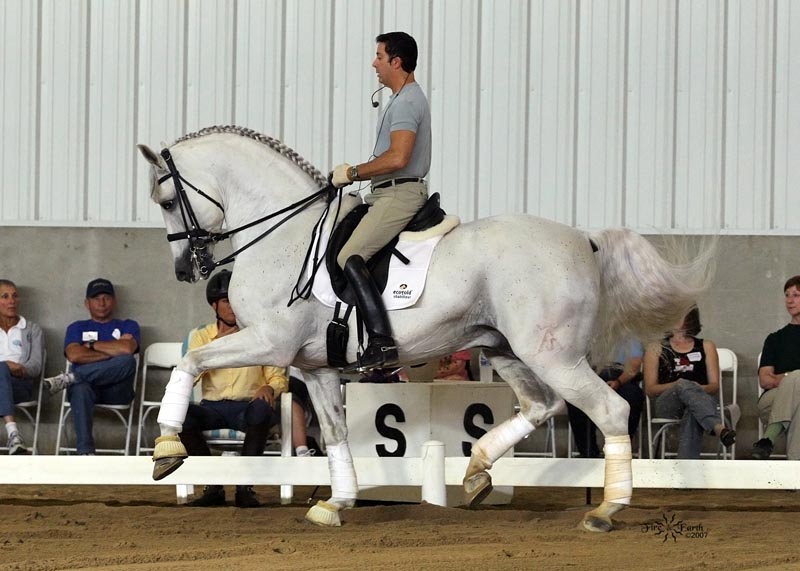 Dressage Horses For Sale