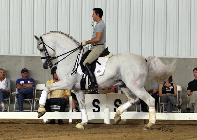 Warmblood Dressage Horses In Uk - High Offley Stud