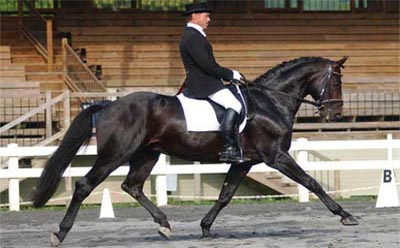 Dressage