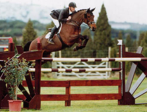 Dutch Warmblood Horses