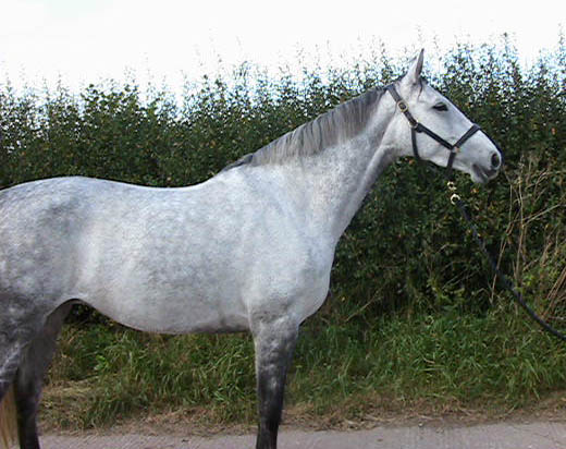 Young Dressage Warmbloods For Sale