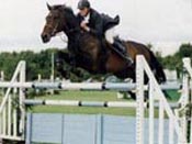 Holsteiner Dun Dressage Horse For Sale