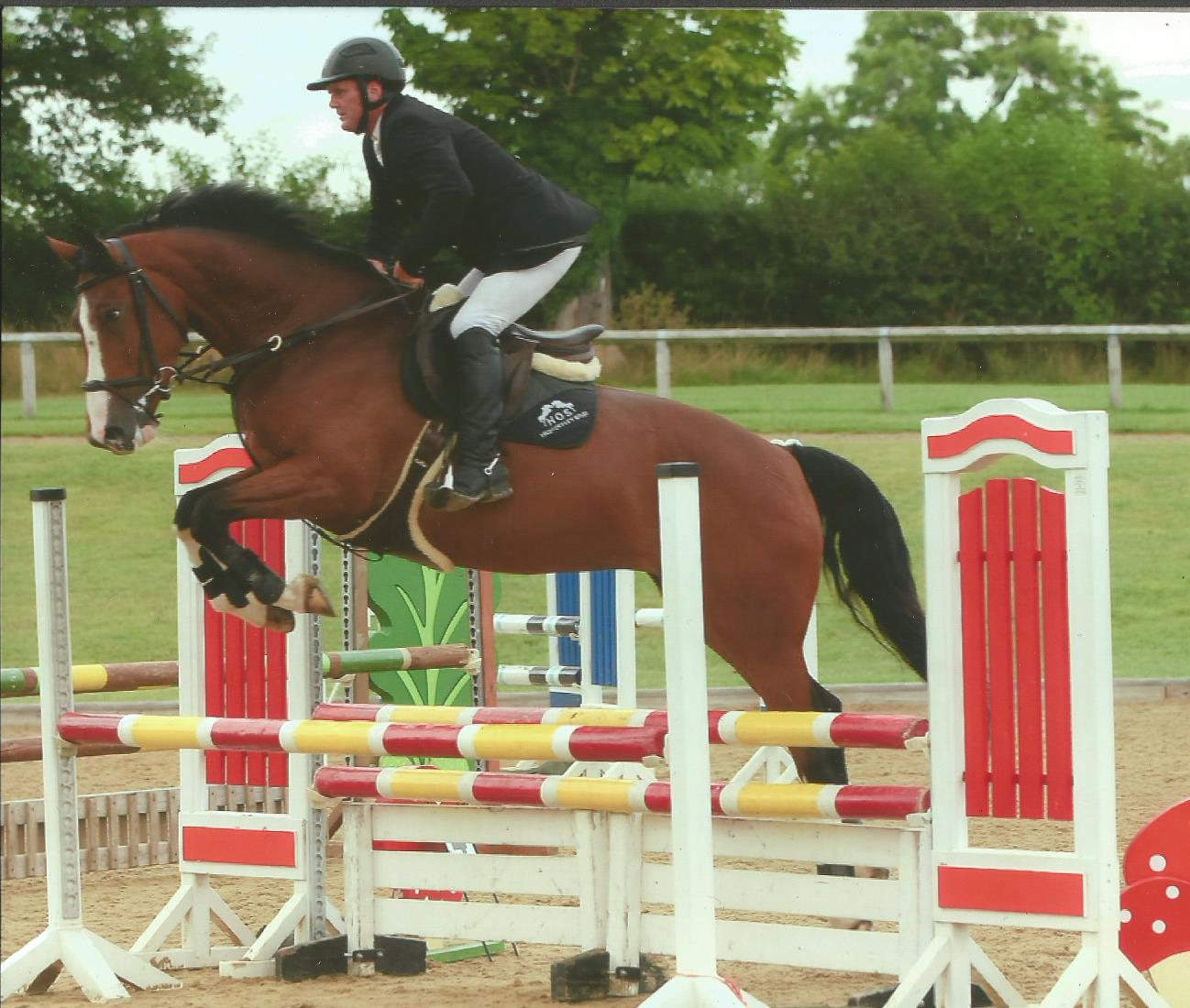 Showjumping Mare