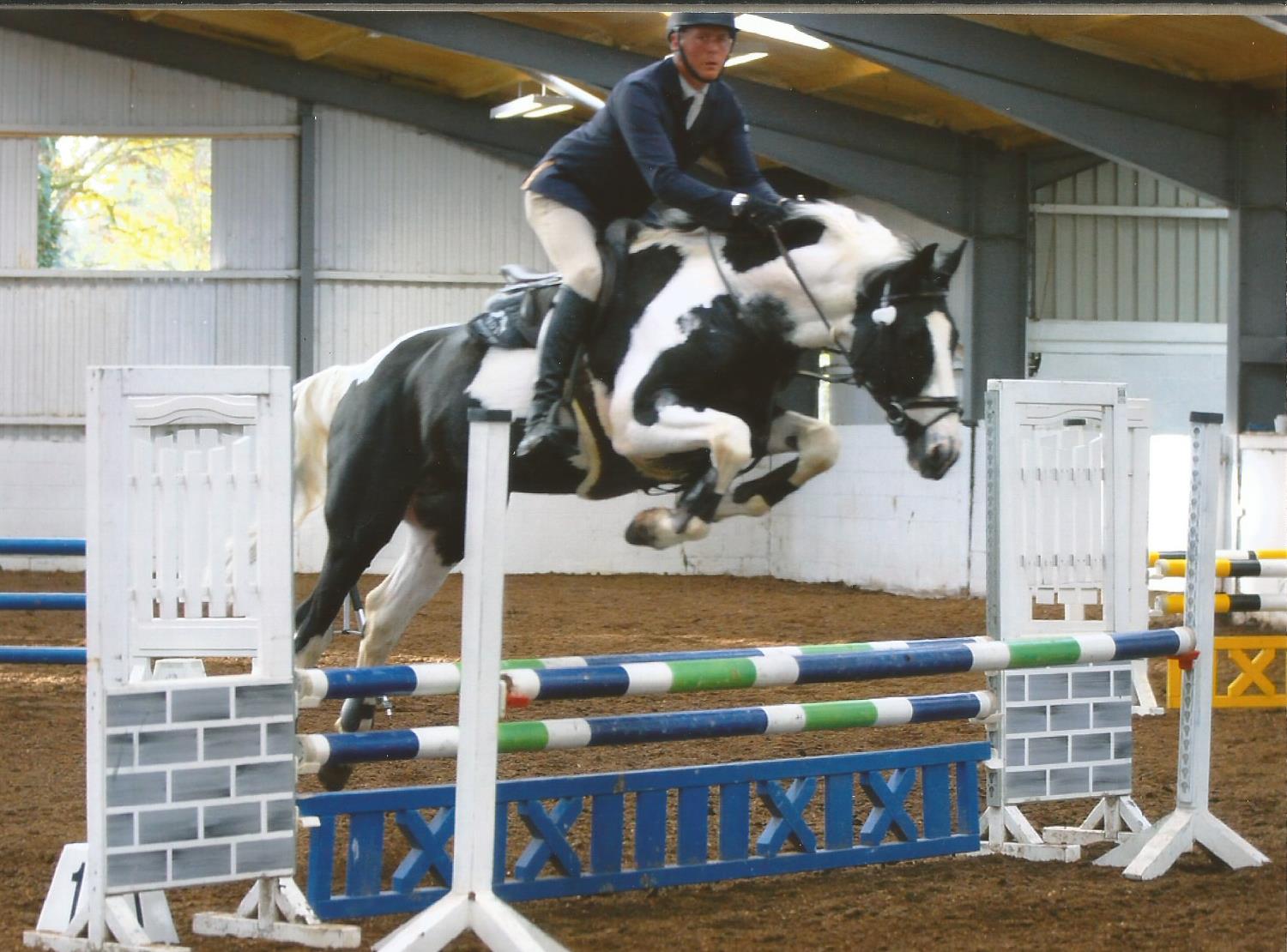 Showjumping Stallion Fernando