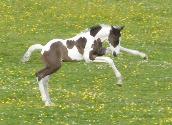 Showjumping Youngstock                                                                              