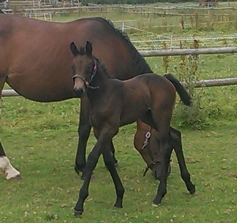 Warmblood Foals For Sale