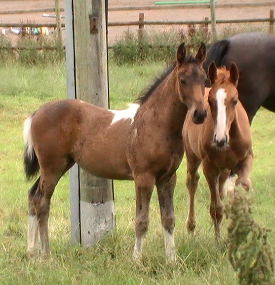 Coloured Breeding Horse