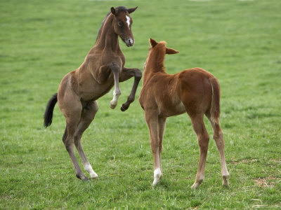 Foal Horses