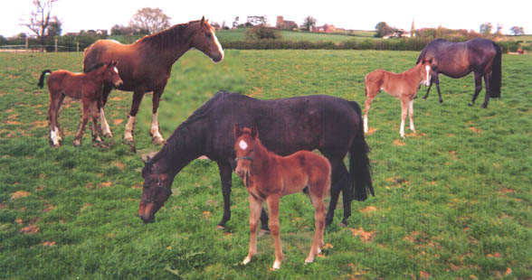 Foals For Sale