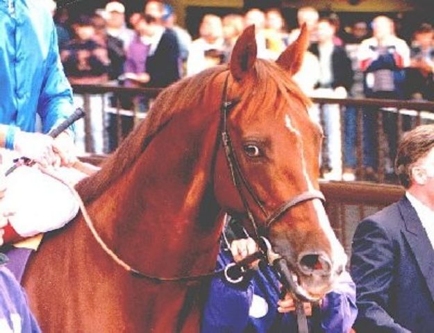 Race Horse Halling