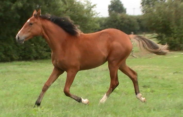 Young Horses Sold - High Offley Magic                                                               