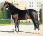 Holland Stallion