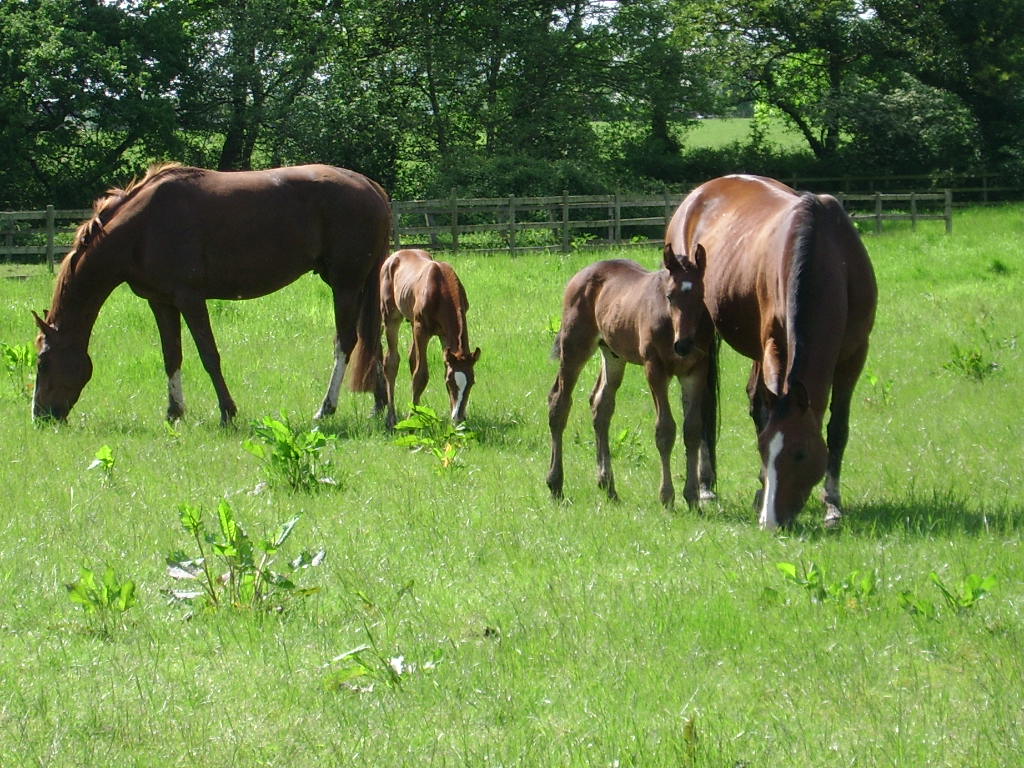 Horse Breeding Supplements