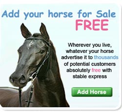 Horses For Sale