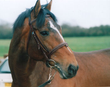 Horses