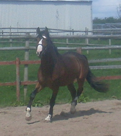 French x Dutch Warmblood Stallion