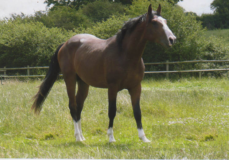 Showjumping Horse Breeding