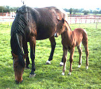 Dutch Warmblood Broodmare