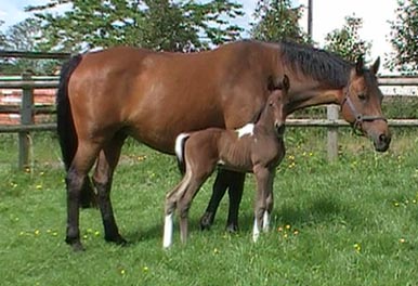 Coloured Foal