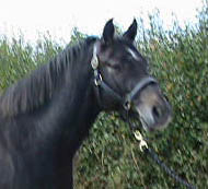 KWPN Broodmare - Mosiak