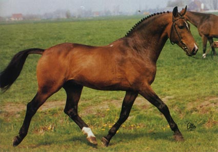 Nimmerdor Stallion