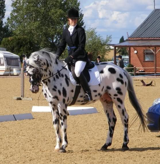 Appaloosa Dressage Stallion