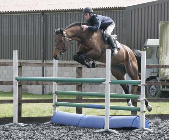 Euro Sport Horses - Show Jumpers For Sale