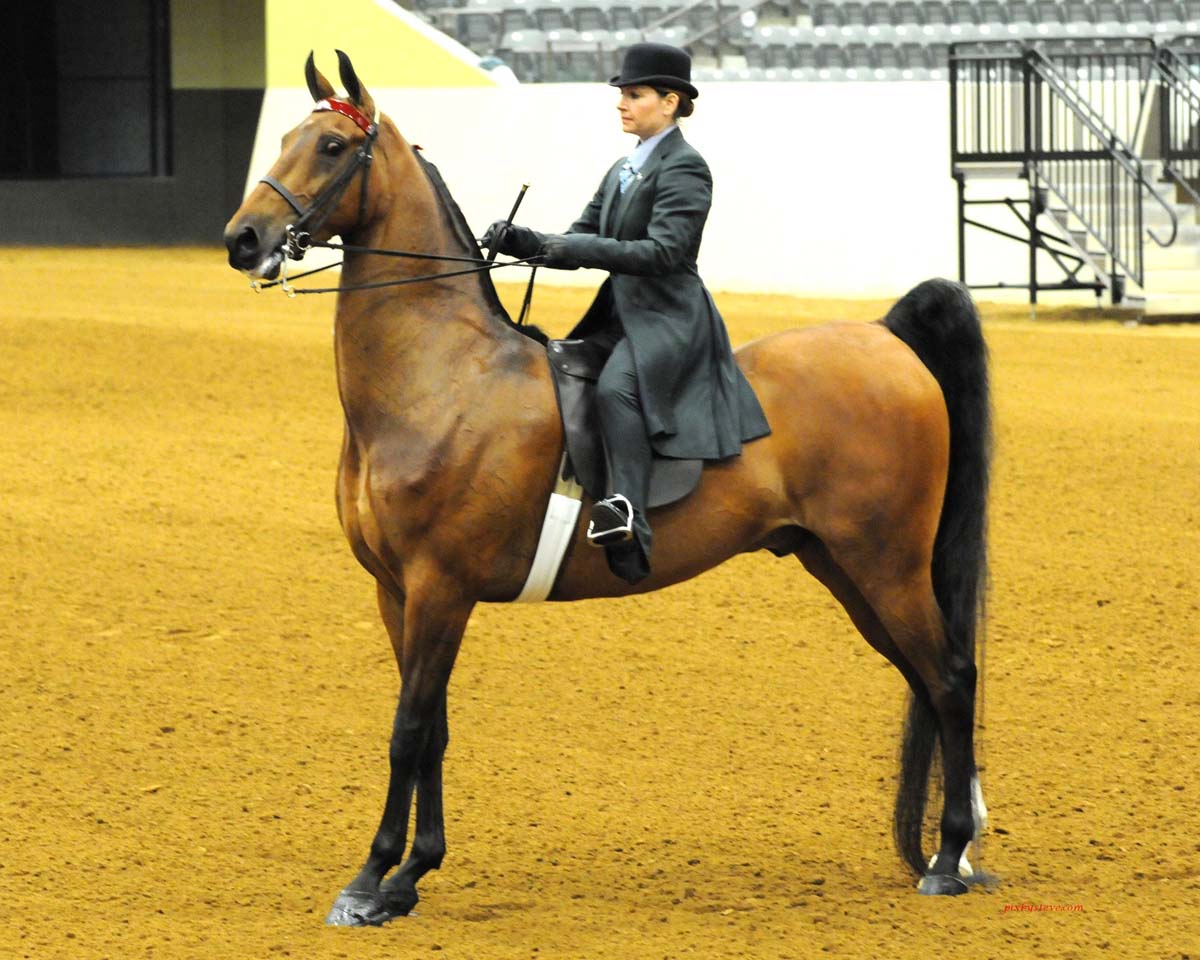 Saddlebred%20Horses.jpg