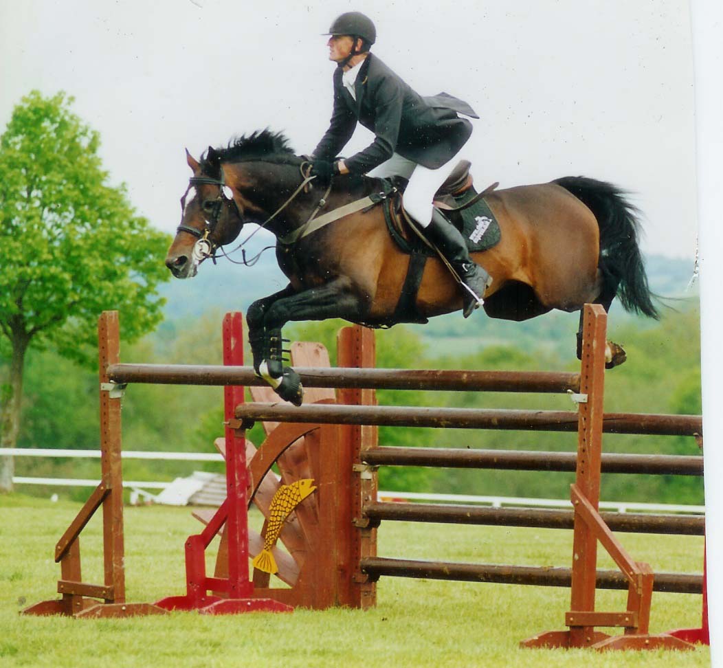 American Warmblood Horses