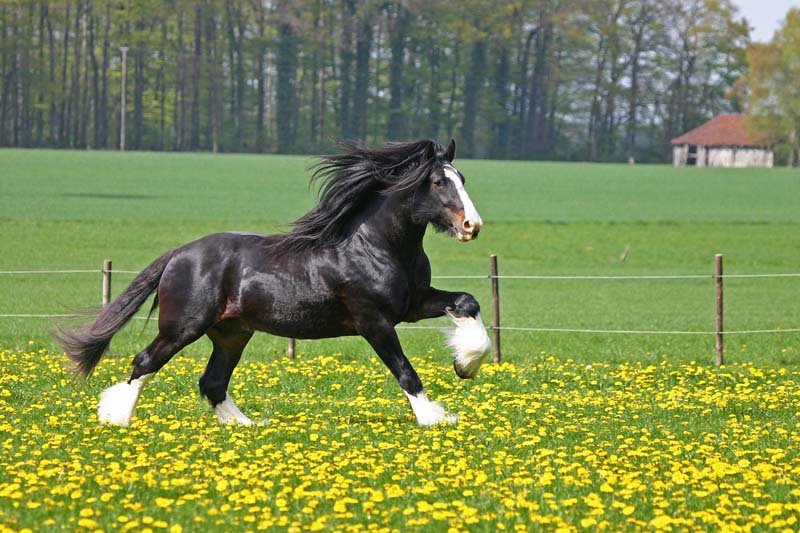 Shire Horses