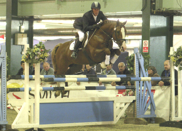 Show Jumping Stallions