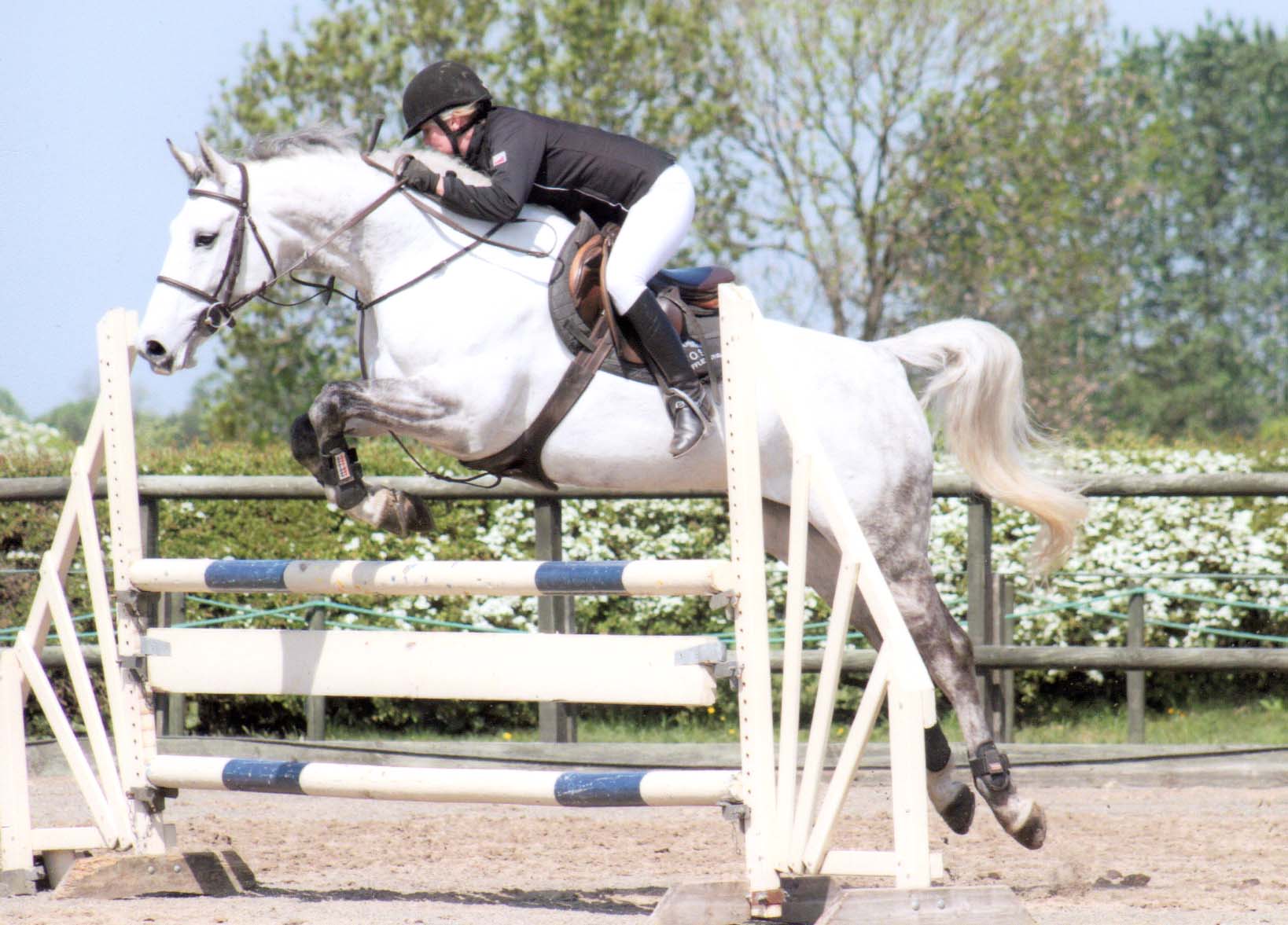 Eighteen - Sport Horse Sold                                                                         