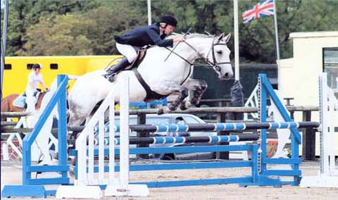 Showjumper For Sale